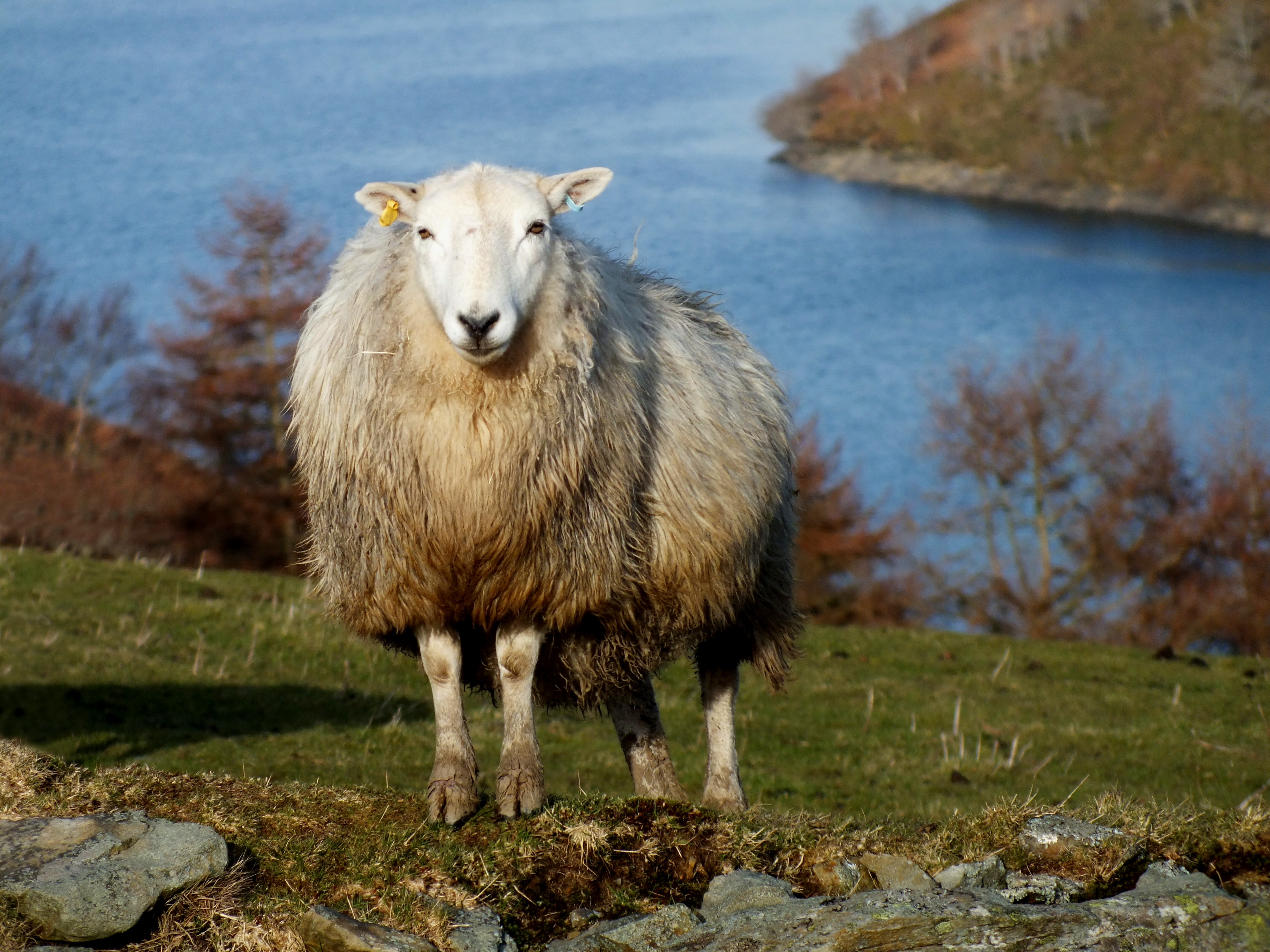 JUST ANOTHER SHEEP Bill Bagley Photography